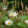 Alaskan Wildflowers