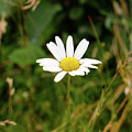 White Daisy 