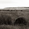 Wild Bison Roaming