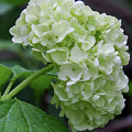 Flowering Plant