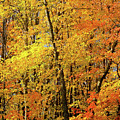 Nature's Perfection