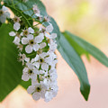 Spring Blossom