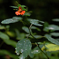 Spring Wildflower
