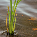 Water Treasures